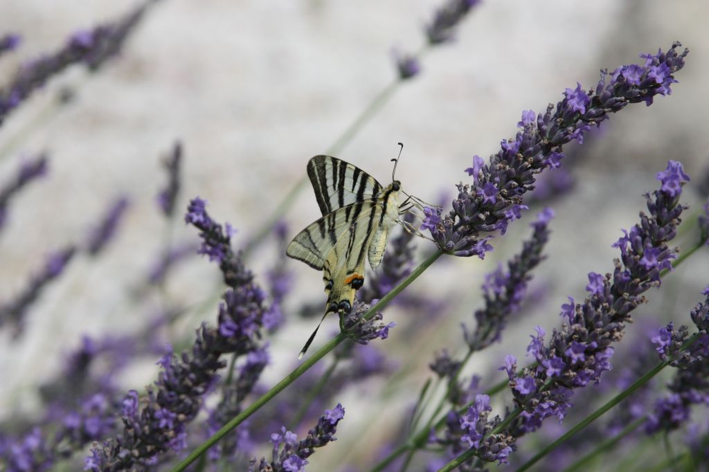 Butterfly on Lavender 