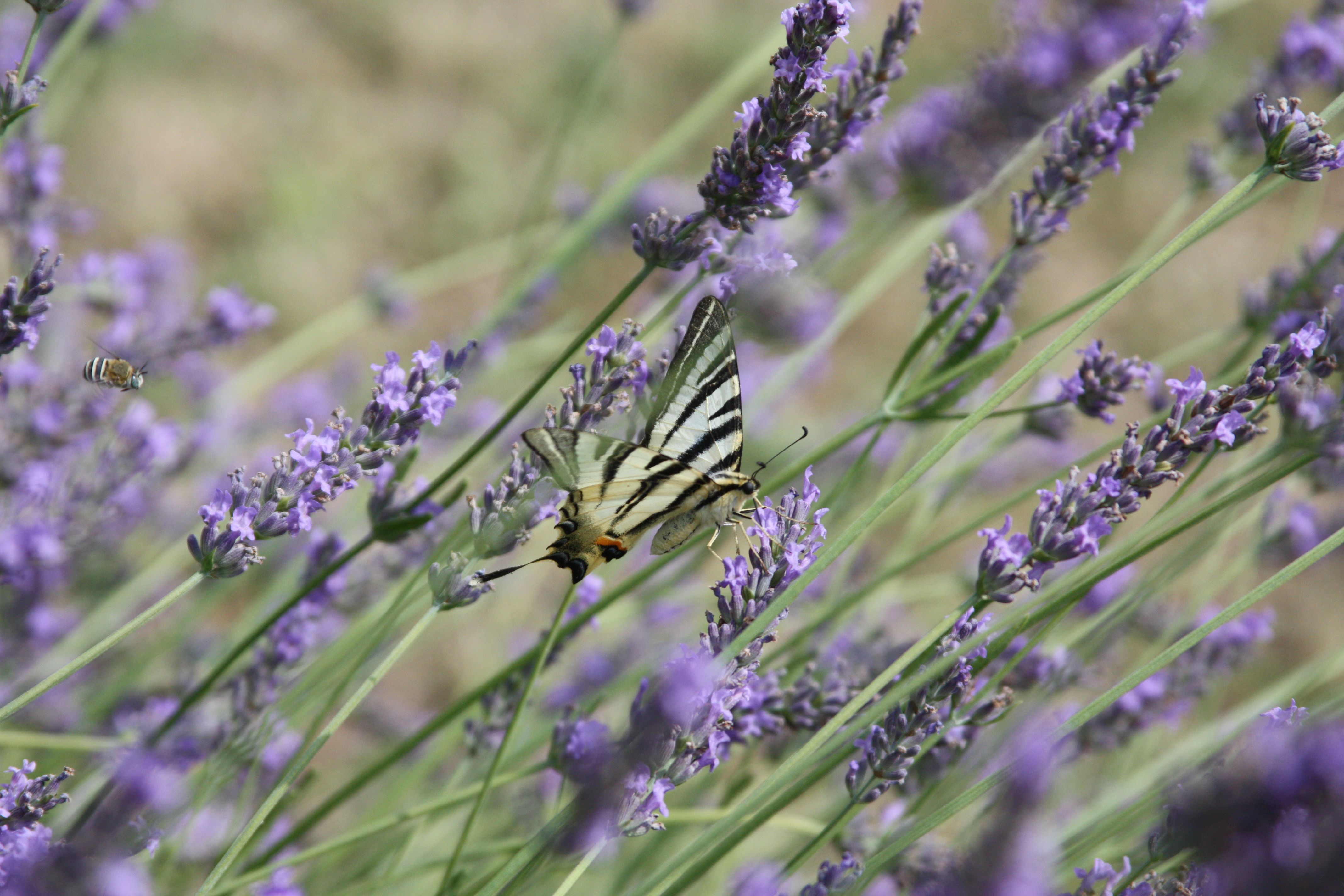 Butterfly on Lavender 