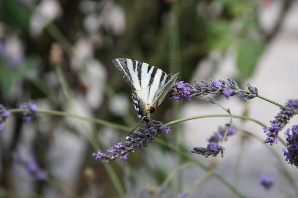 Butterfly on Lavender 