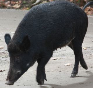 Sanglier