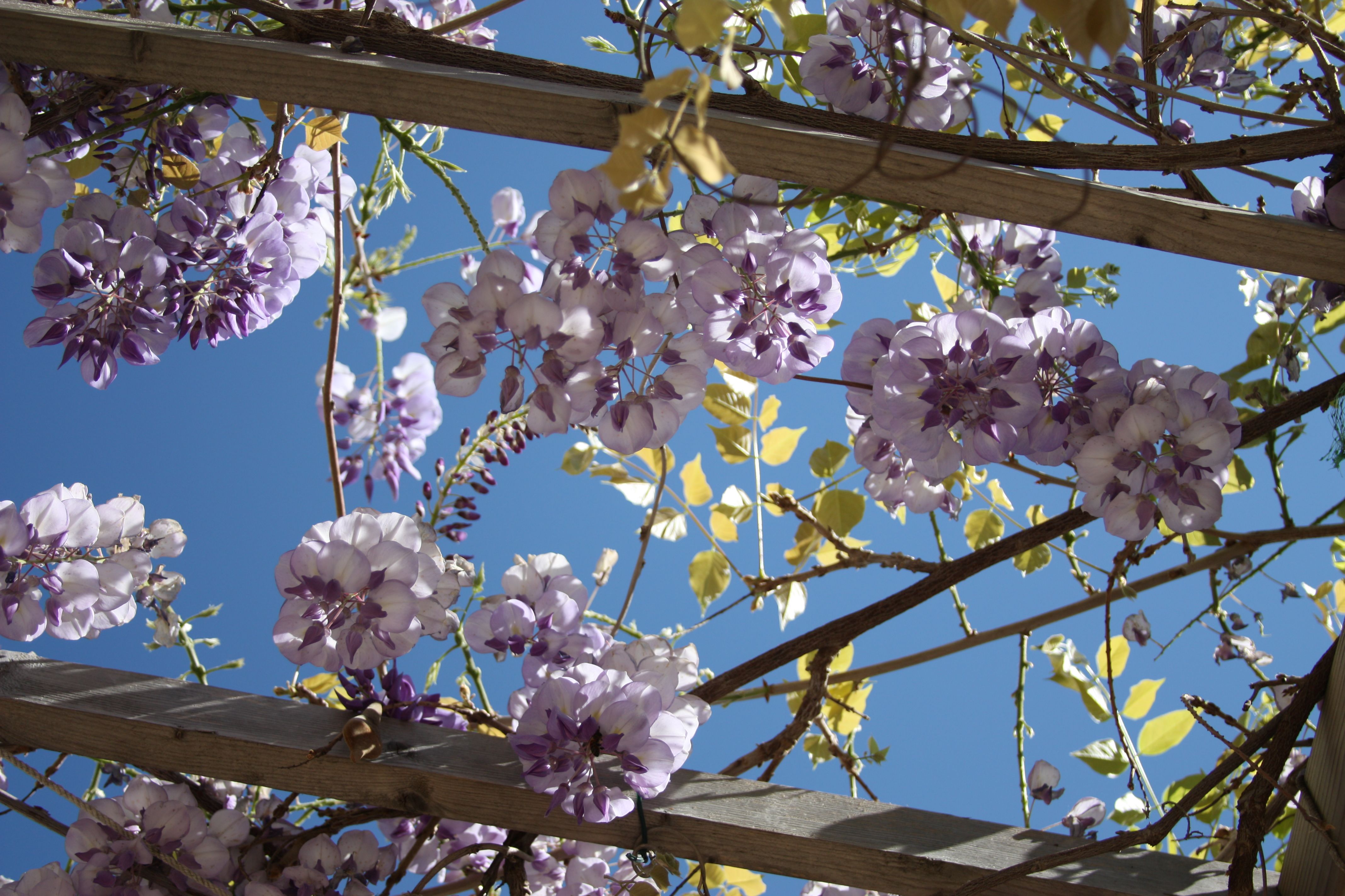 Under a wysteria sky